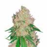 Купить семена Royal Gorilla feminised Ganja Seeds Купить семена Royal Gorilla feminised Ganja Seeds