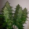 Семена конопли Royal Gorilla feminised Ganja Seeds Семена конопли Royal Gorilla feminised Ganja Seeds