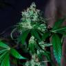 семена конопли автоцвет Auto Big Devil feminised