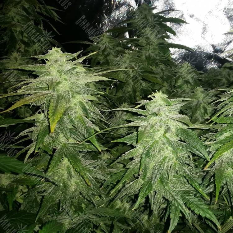 семена конопли недорого White Widow x Great White Shark feminised семена конопли недорого White Widow x Great White Shark feminised