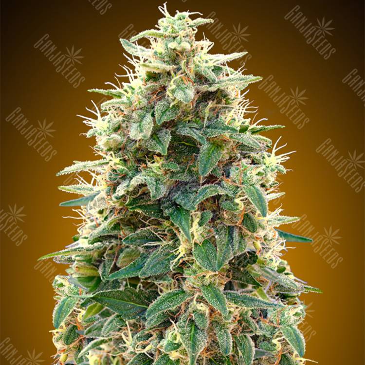 семена сортовой конопли Auto 00 Kush feminised 00 Seeds семена сортовой конопли Auto 00 Kush feminised 00 Seeds