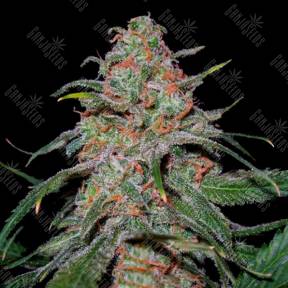 Lemon Skunk feminised DNA Genetics