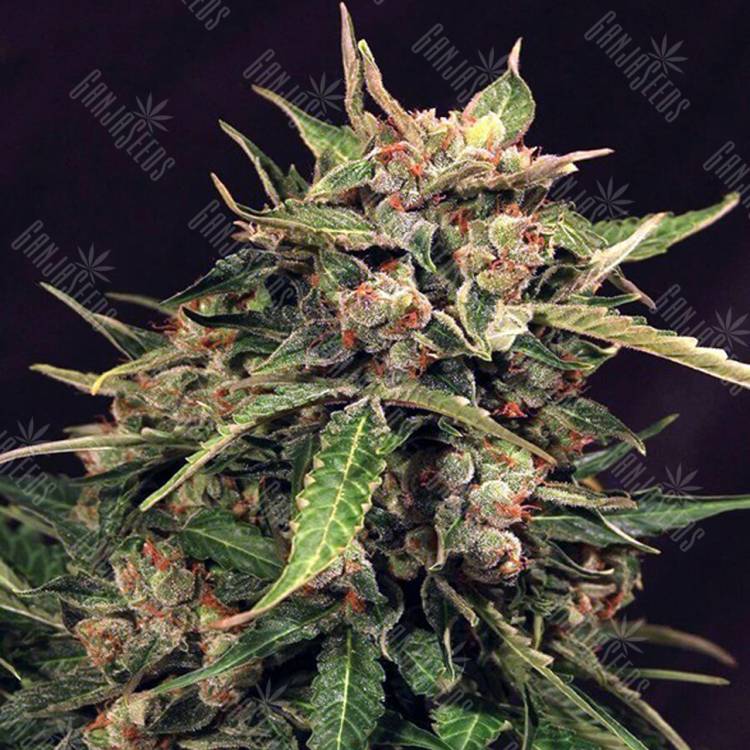семена индийской конопли Auto Russian feminised Exotic Seed семена индийской конопли Auto Russian feminised Exotic Seed