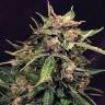 семена индийской конопли Auto Russian feminised Exotic Seed семена индийской конопли Auto Russian feminised Exotic Seed