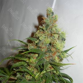 NeiL Haze regular Kannabia Seeds