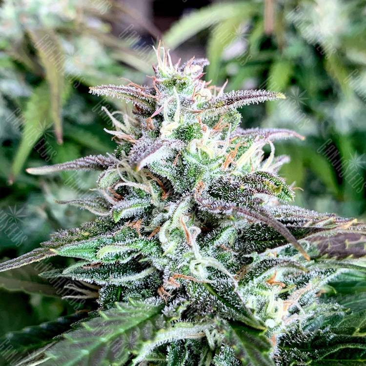семена конопли курьером Auto Shark feminised Pyramid Seeds семена конопли курьером Auto Shark feminised Pyramid Seeds