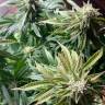 семена конопли для курения Auto Shark feminised Pyramid Seeds семена конопли для курения Auto Shark feminised Pyramid Seeds