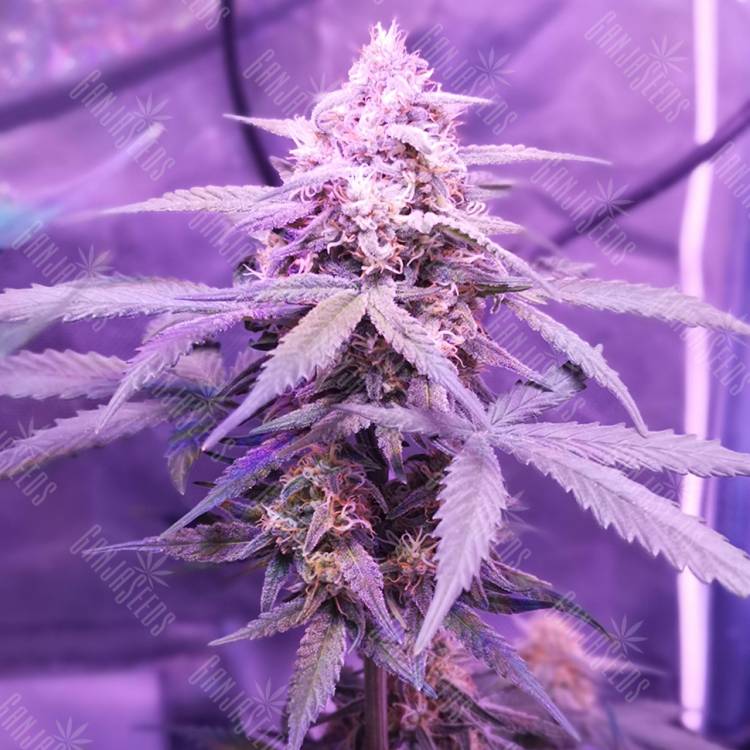 заказать качественные семена конопли Auto Killer Kush feminised Sweet Seeds