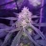 где можно заказать семена конопли Auto Killer Kush feminised Sweet Seeds