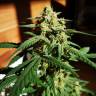 хорошие семена конопли Auto Killer Kush feminised Sweet Seeds
