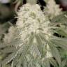 Семена конопли Bad Azz Kush feminised Ganja Seeds Семена конопли Bad Azz Kush feminised Ganja Seeds