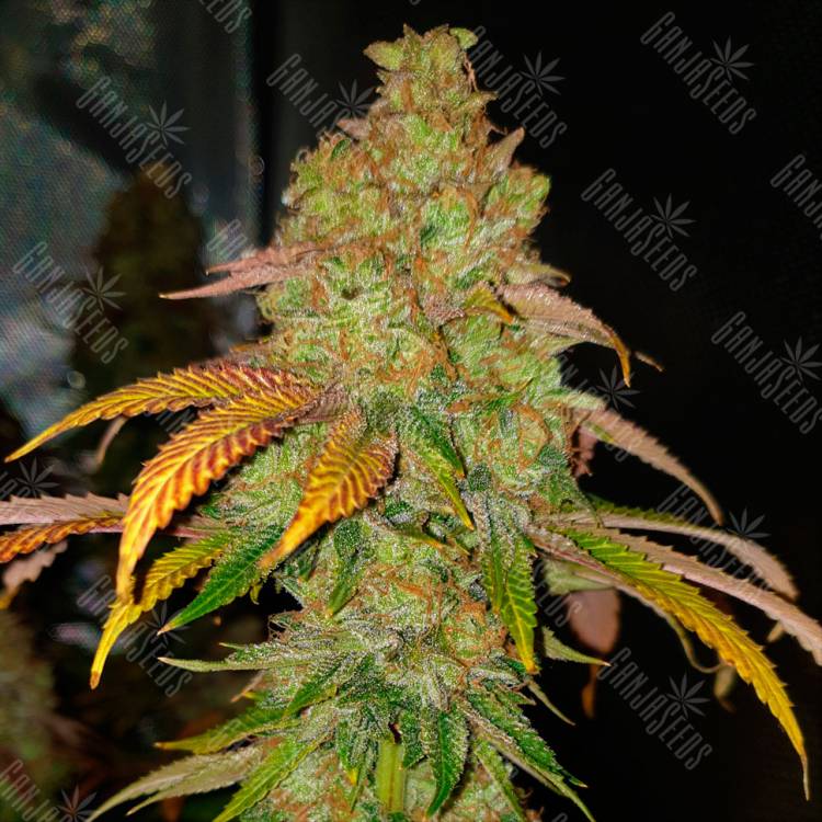 Семена конопли Bad Azz Kush feminised Ganja Seeds купить Семена конопли Bad Azz Kush feminised Ganja Seeds купить