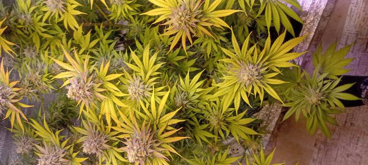 это клон, а мамка ваще красавица