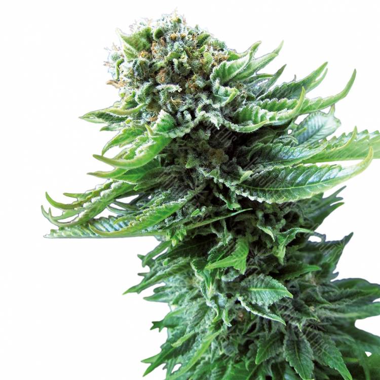 Haze x Northern Lights feminised RuSeeds Haze x Northern Lights feminised RuSeeds