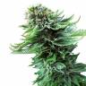 Haze x Northern Lights feminised RuSeeds Haze x Northern Lights feminised RuSeeds