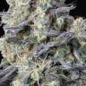 Auto Jock Horror regular Ganja Seeds Auto Jock Horror regular Ganja Seeds