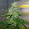качественные семена конопли Auto Jock Horror regular качественные семена конопли Auto Jock Horror regular