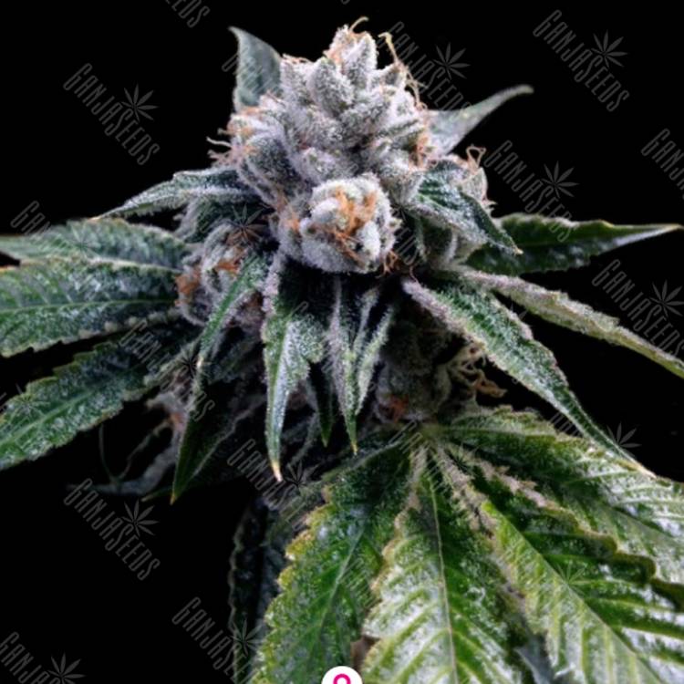 семена конопли курьером Lemon Walker feminised DNA Genetics семена конопли курьером Lemon Walker feminised DNA Genetics