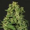 семена конопли интернет магазин Auto Sir Jack feminised Exotic Seed семена конопли интернет магазин Auto Sir Jack feminised Exotic Seed