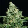 автоцветущие семена конопли Auto Sir Jack feminised Exotic Seed автоцветущие семена конопли Auto Sir Jack feminised Exotic Seed