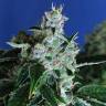 семена сортовой конопли Auto Sir Jack feminised Exotic Seed семена сортовой конопли Auto Sir Jack feminised Exotic Seed