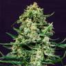 семена конопли феминизированные Auto Sir Jack feminised Exotic Seed семена конопли феминизированные Auto Sir Jack feminised Exotic Seed