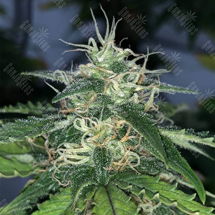 семена конопли аутдор Auto Super Hash feminised Pyramid Seeds