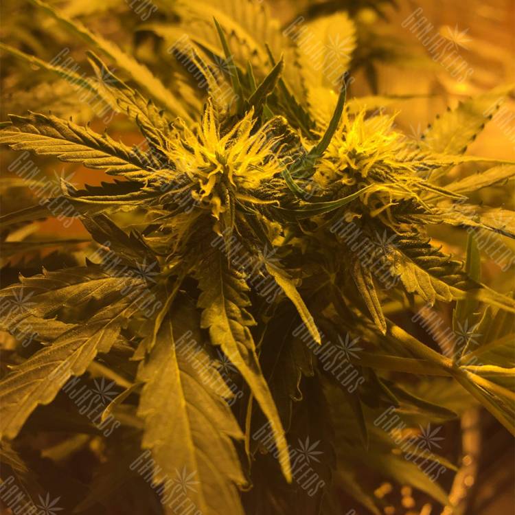 семена индийской конопли Auto Royal Haze feminised Royal Queen семена индийской конопли Auto Royal Haze feminised Royal Queen