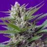 конопля семена сорта заказать Auto Speed Devil feminised Sweet Seeds