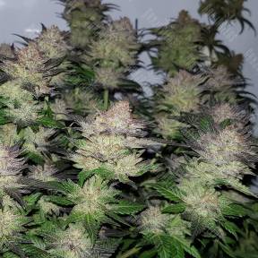 Auto Critical Plus feminised Ganja Seeds