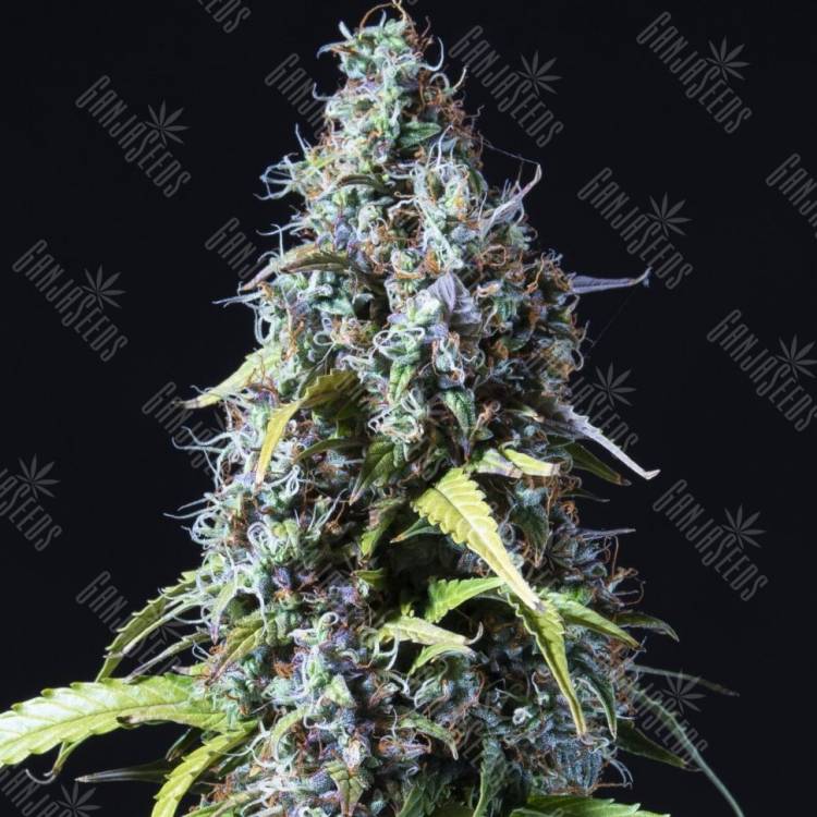Auto Haze feminised Ganja Seeds Auto Haze feminised Ganja Seeds