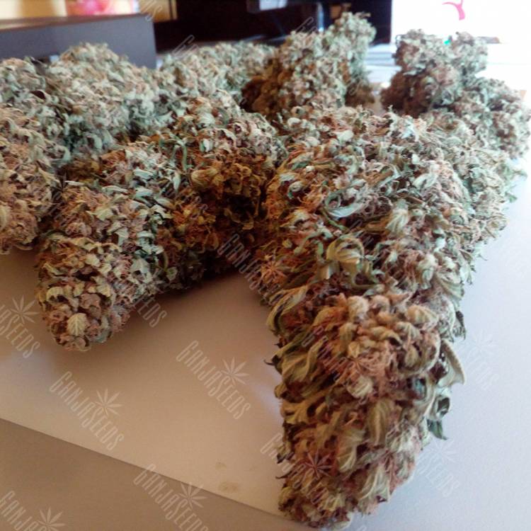 семена конопли медицинской Black Domina feminised семена конопли медицинской Black Domina feminised