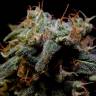 семена конопли аутдор Black Domina feminised семена конопли аутдор Black Domina feminised