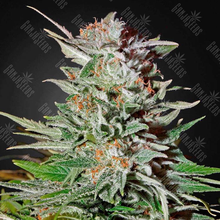 семена конопли недорого Auto Super Lemon Haze feminised Green House Seeds