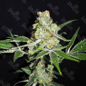 Indica Mix feminised RuSeeds