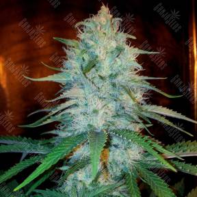 Otrar feminised Bang Seeds