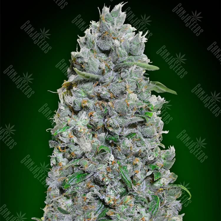 заказ семян конопли Auto Afghan Mass XXL feminised 00 Seeds заказ семян конопли Auto Afghan Mass XXL feminised 00 Seeds