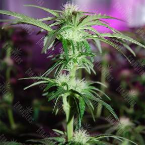 Peppermint Kush feminised Barneys Farm