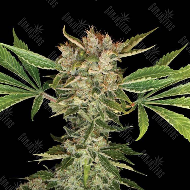 заказ семян конопли Москва Martian Kush feminised DNA Genetics заказ семян конопли Москва Martian Kush feminised DNA Genetics