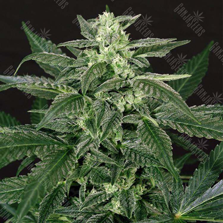 качественные семена конопли Auto Triple A feminised Exotic Seed качественные семена конопли Auto Triple A feminised Exotic Seed