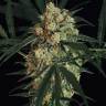 урожайные семена конопли Auto Triple A feminised Exotic Seed урожайные семена конопли Auto Triple A feminised Exotic Seed