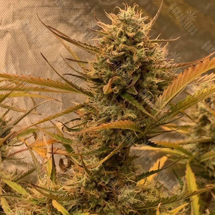 семена индийской конопли Auto Super OG Kush feminised Pyramid Seeds