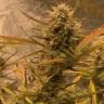 семена индийской конопли Auto Super OG Kush feminised Pyramid Seeds
