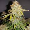 где заказать семена конопли Auto Royal Jack feminised Royal Queen где заказать семена конопли Auto Royal Jack feminised Royal Queen