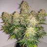 семена конопли почтой Auto Royal Jack feminised Royal Queen семена конопли почтой Auto Royal Jack feminised Royal Queen