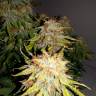 заказать на сайте семена конопли Auto Royal Jack feminised Royal Queen заказать на сайте семена конопли Auto Royal Jack feminised Royal Queen