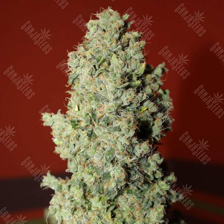 семена индийской конопли Auto Speed Devil #2 feminised Sweet Seeds