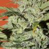 семена культурной конопли купить Auto Speed Devil #2 feminised Sweet Seeds