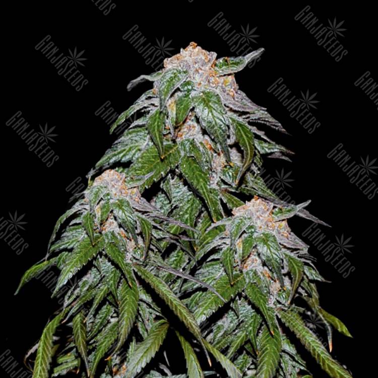 семена конопли курьером Medical Vip feminised VIP Seeds семена конопли курьером Medical Vip feminised VIP Seeds