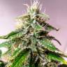 Auto Cheese feminised Ganja Seeds Auto Cheese feminised Ganja Seeds
